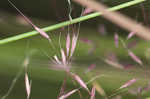 Hairawn muhly